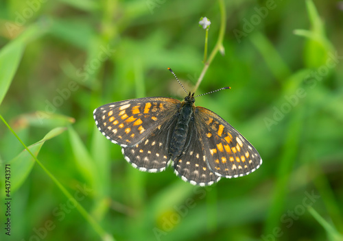 False heath fritillary, Melitaea diamina resting with spread wings photo