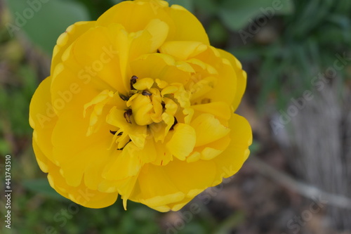 yellow tulip flower