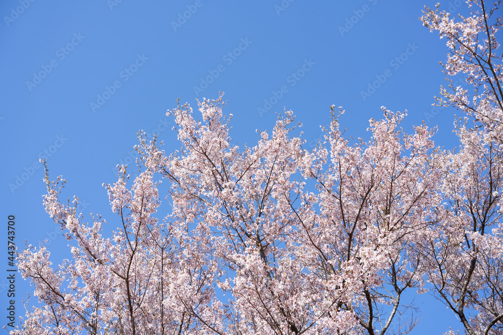 Cherry blossoms in full bloom against the blue sky