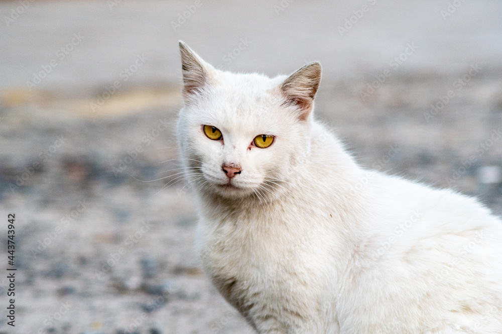 cat, straycat, feralcat 고양이