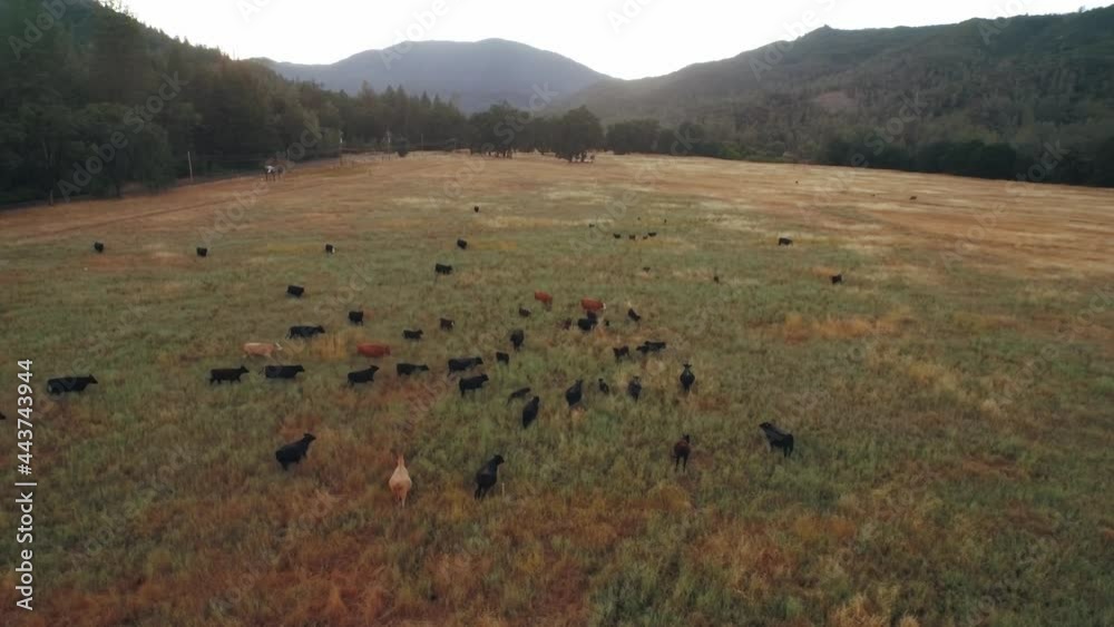 Aerial: Cattle on california ranch. Sonoma, California, USA Aerial: Cattle on california ranch. Sonoma, California, USA