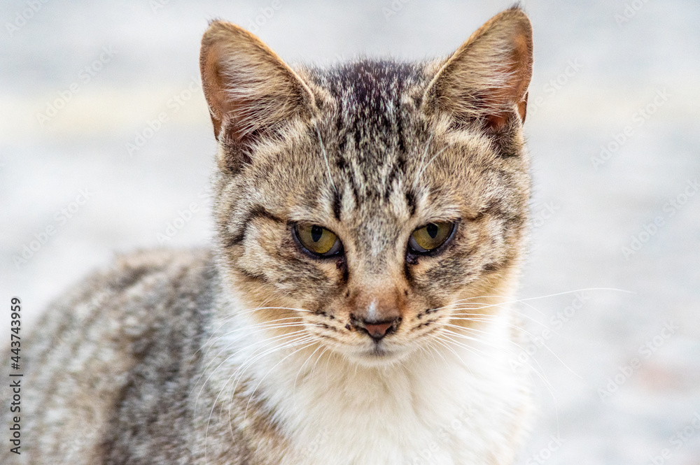 cat, straycat, feralcat 고양이