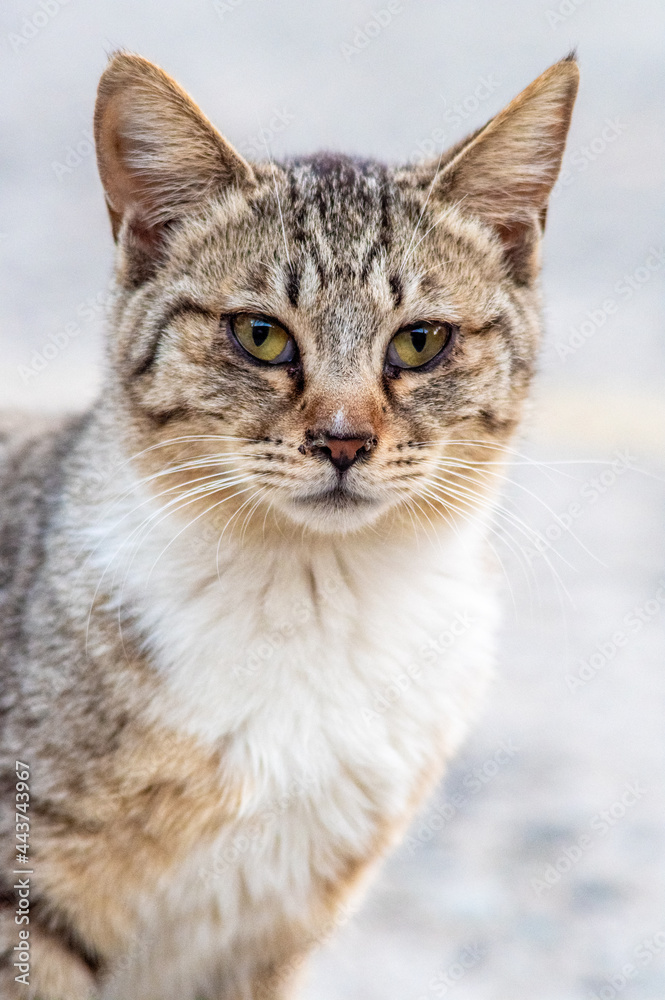 cat, straycat, feralcat 고양이