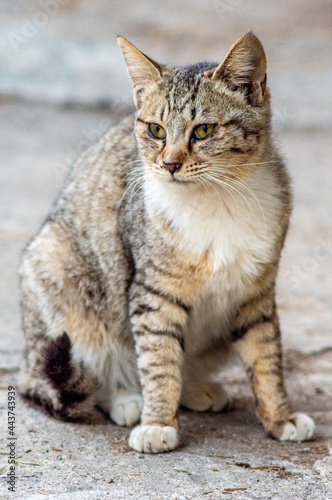cat, straycat, feralcat 고양이 © Mingyu