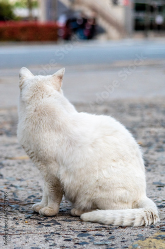 cat, straycat, feralcat 고양이 photo