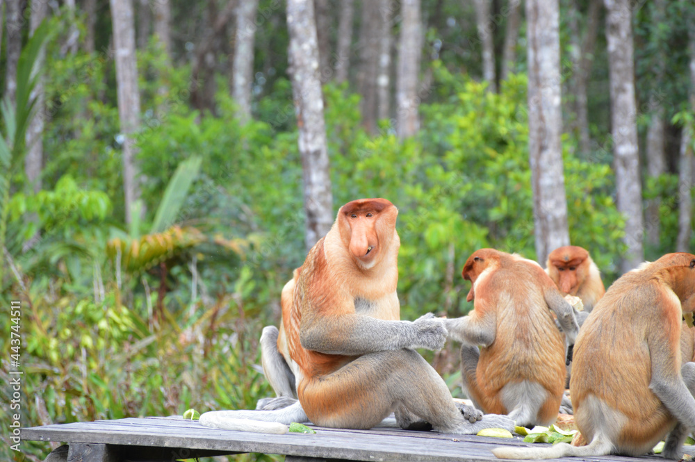 Naklejka premium A natural life of Proboscis monkey in Borneo.