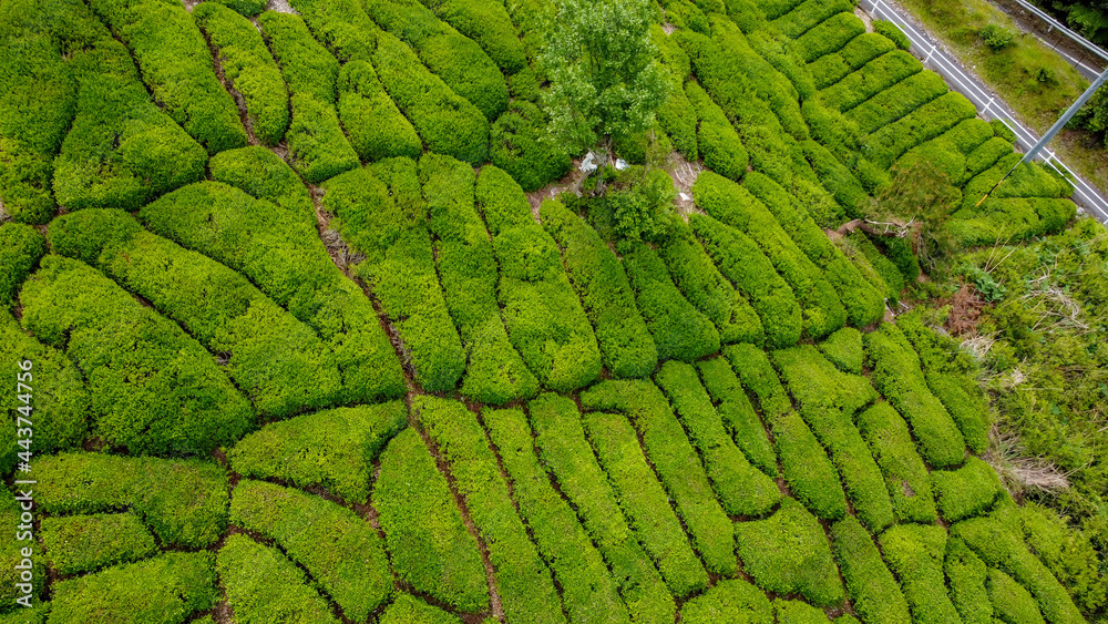 茶畑 茶畑