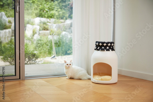 고양이의 하루, cat's life photo