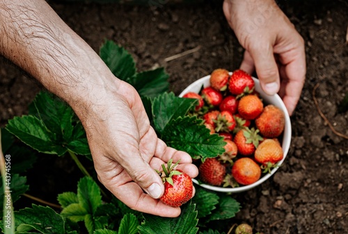 Farmers male hands pick fresh red strawberries in the garden. Human hands in the frame. Selective focus. Harvesting seasonal berries. Organic fat-free, low-calorie product. Seasonal antioxidant.