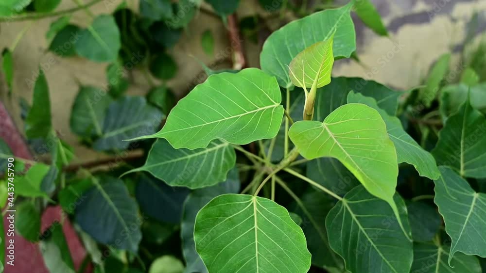 Ficus religiosa new born leaves branch Ficus religiosa new born leaves branch