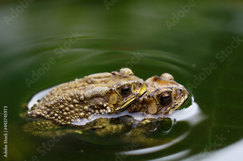 The couple toad is love on the net in garden