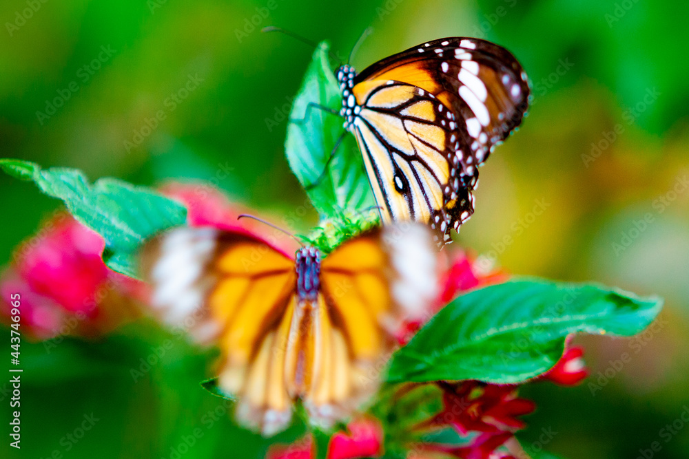 Obraz premium 花にとまる鮮やかな蝶