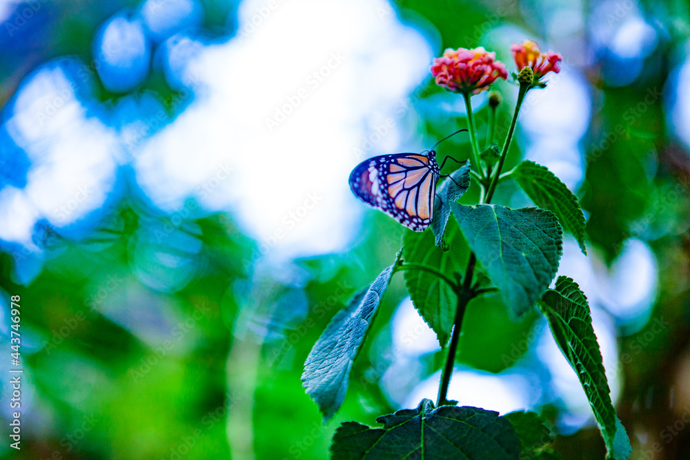 Obraz premium 花にとまる鮮やかな蝶