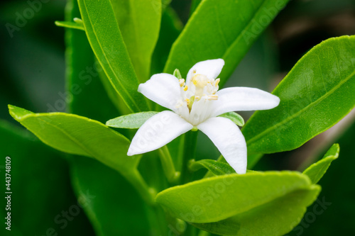 Kumquant flower in bloom; close up view