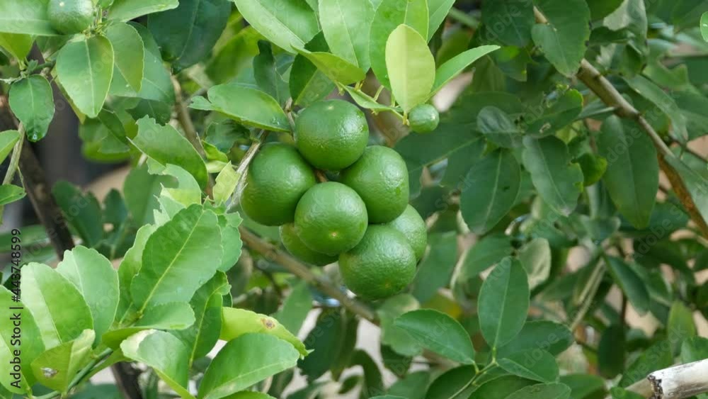 Lime green tree hanging from the branches of it , rainy day Lime green tree hanging from the branches of it , rainy day