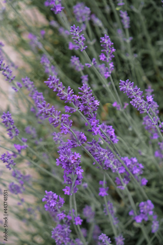 Lavender before the rain. Vertical image.