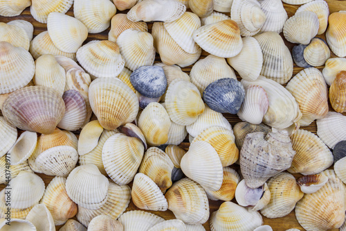 Background of the sea shells. Summer vacation concept