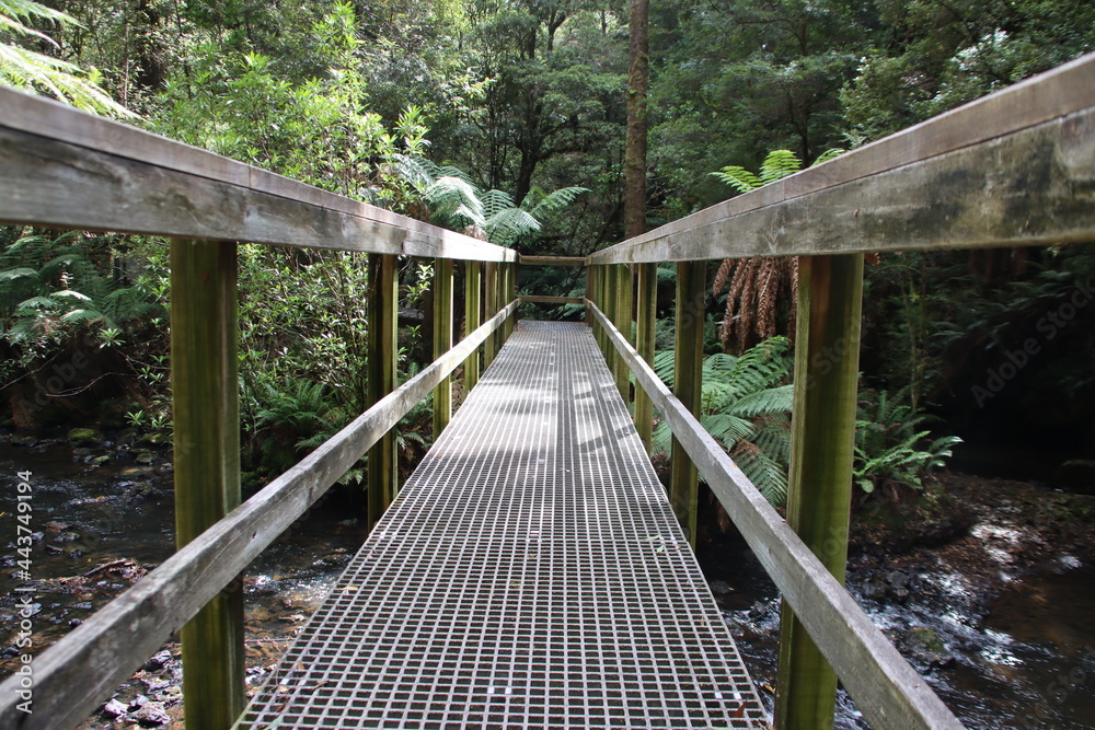 Elevated boardwalk on the Julius River Rainforest walk in the Tarkine region of north-west Tasmania, Australia. Elevated boardwalk on the Julius River Rainforest walk in the Tarkine region of north-west Tasmania, Australia.