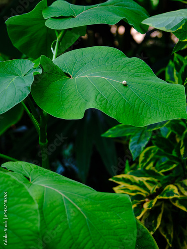 leaves with pearl