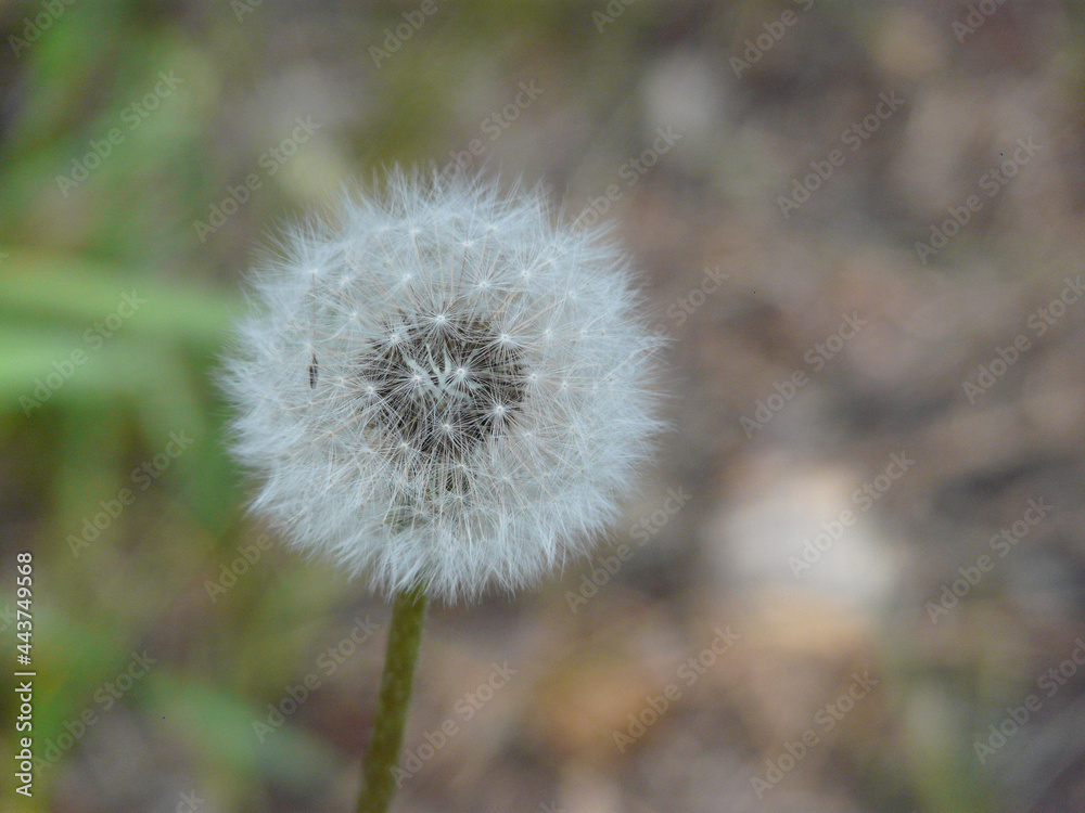 Spring dandelion in the forest. Fluffy dandelion in the spring forest. Spring dandelion in the forest. Fluffy dandelion in the spring forest.