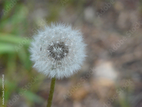 Spring dandelion in the forest. Fluffy dandelion in the spring forest.