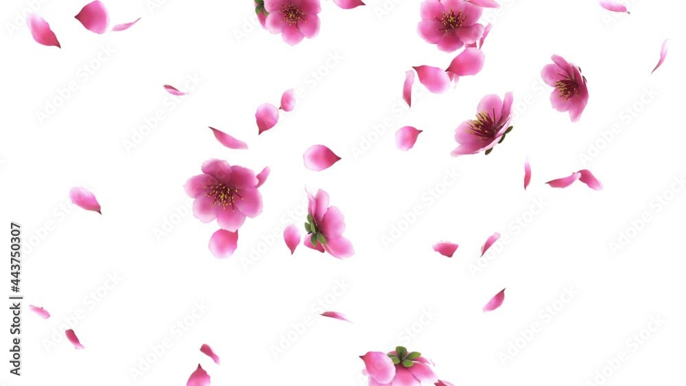 3D animation of a pink cherry sakura flower petals flow with alpha layer 3D animation of a pink cherry sakura flower petals flow with alpha layer