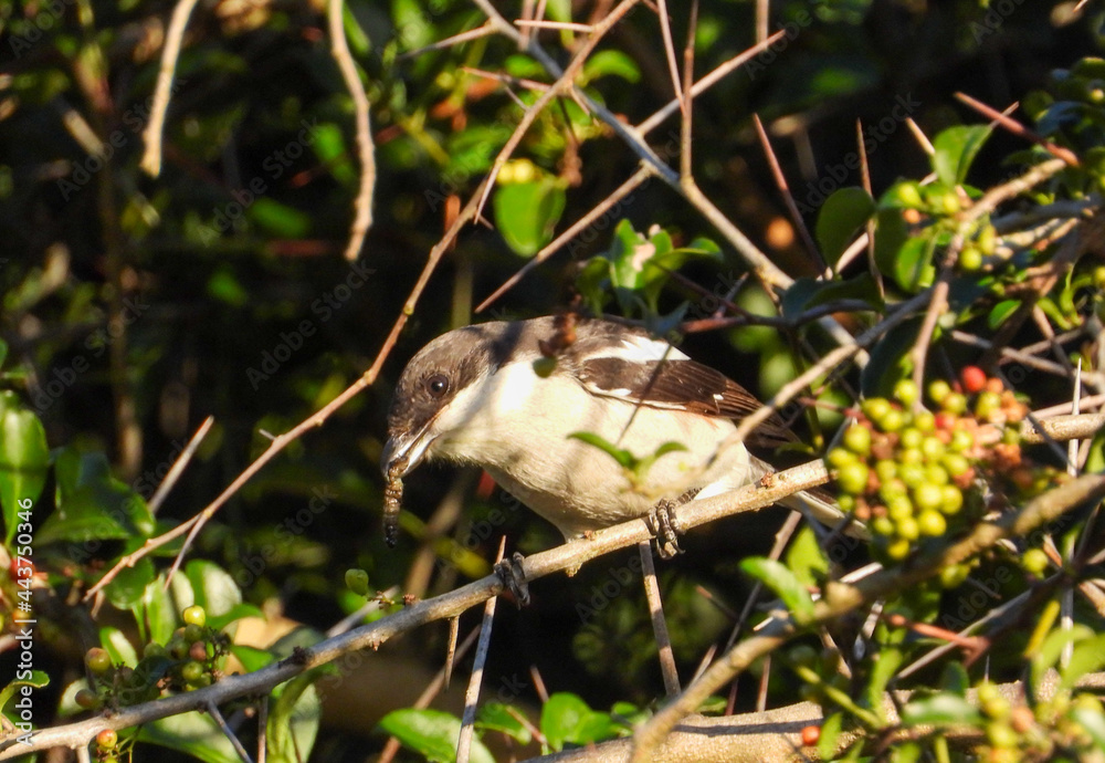 Common southern fiscal with prey