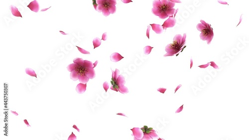 3D animation of a pink cherry sakura flower petals flow with alpha layer