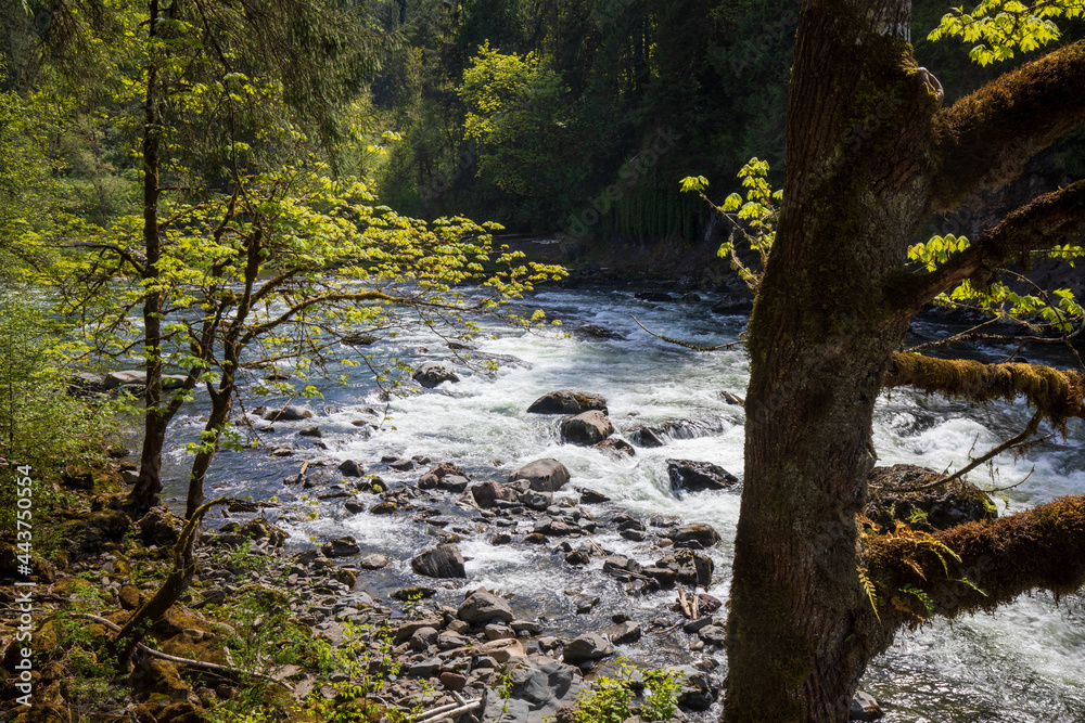 Snoqualmie river in summer at Washington State. Snoqualmie river in summer at Washington State.