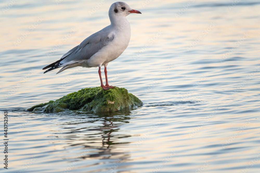 Seagull sits on stone cliff at the sea shore Seagull sits on stone cliff at the sea shore