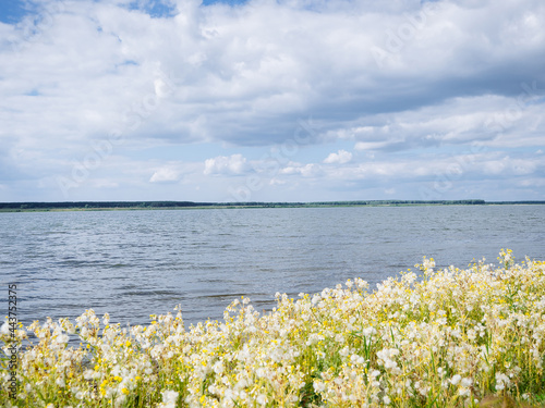 A picturesque view of the blue lake with bright yellow and white flowers on the shore. Natural beautiful background or screensaver