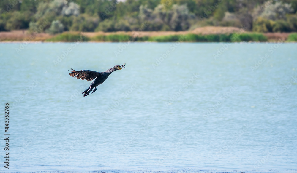 Black Cormorant flying over the sea. The great cormorant, Phalacrocorax carbo Black Cormorant flying over the sea. The great cormorant, Phalacrocorax carbo