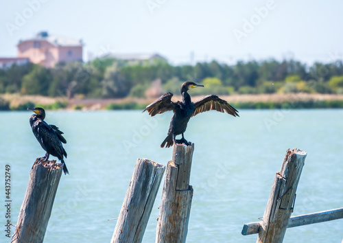 Great cormorant, Phalacrocorax carbo, drying its wings on the wind. © Dmitrii Potashkin