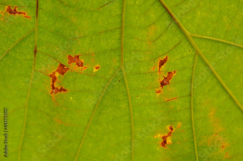 Green leaves background. Leaf texture