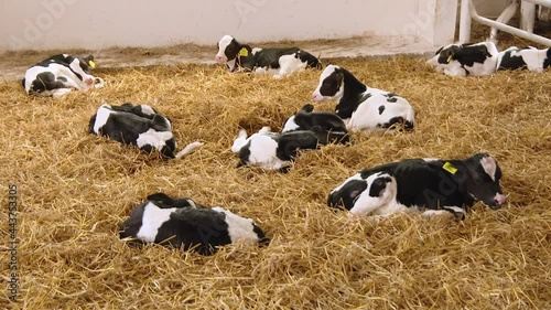 Newborn baby cow. Portrait of calf lies in straw on farm. Newborn animal. Cows lying on the ground having a rest on a farm
 photo