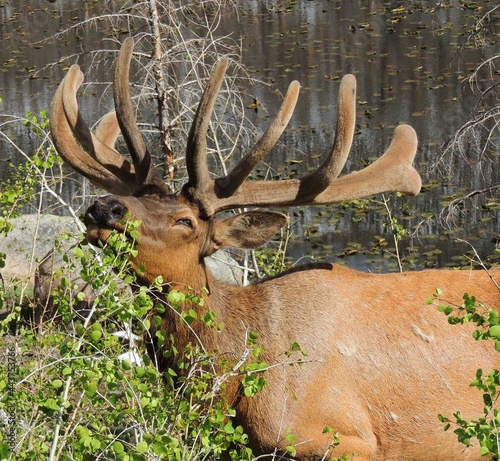    magnificent   bull elk grazing in spring at cub lake in rocky mountain national park, colorado   photo