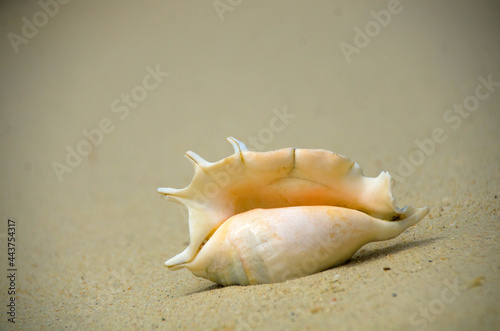 Landscape with shells on tropical beach near shorebreak waves, lipe island Thailand. © konjaunt