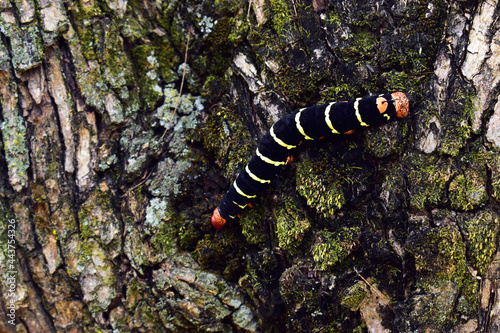 Oruga negra de anillos amarillo, cabeza y cola naranjas, caminando por corteza de un árbol.