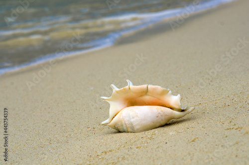 Landscape with shells on tropical beach near shorebreak waves, lipe island Thailand. © konjaunt