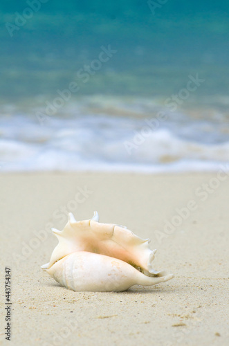 Landscape with shells on tropical beach near shorebreak waves, lipe island Thailand.
