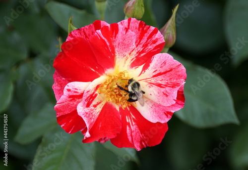 Foto A bee pollinating a red bicolor knockout rose