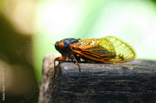 Tablou pe pânză Close up of a cicadas with red wings on the edge of a wooden bench