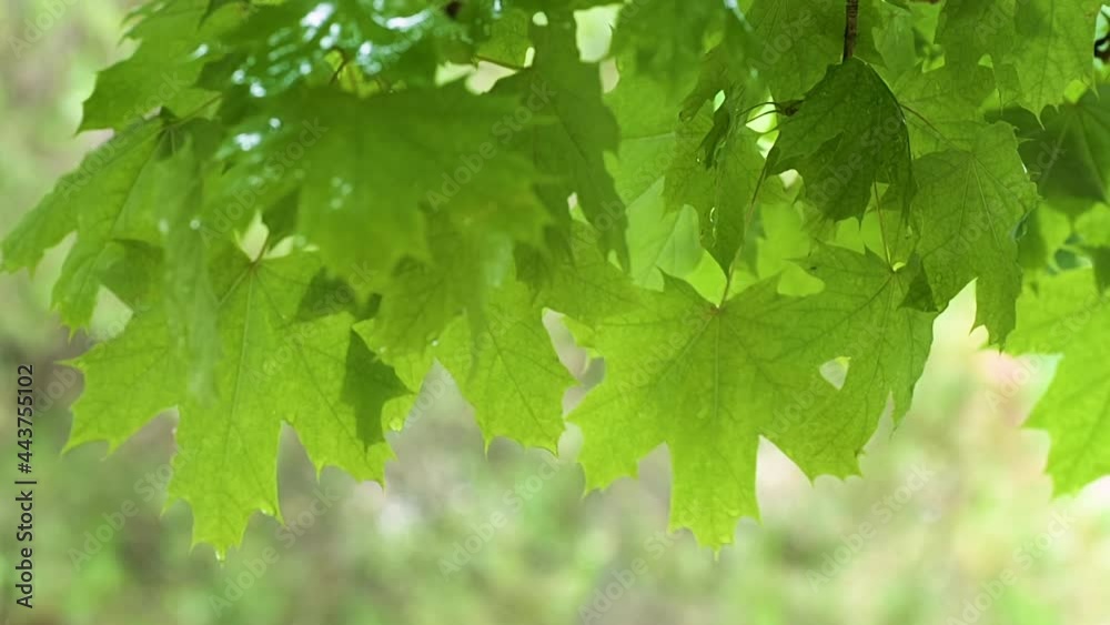 Raindrops dripping from the green leaves of a tree during the rain. Raindrops dripping from the green leaves of a tree during the rain.