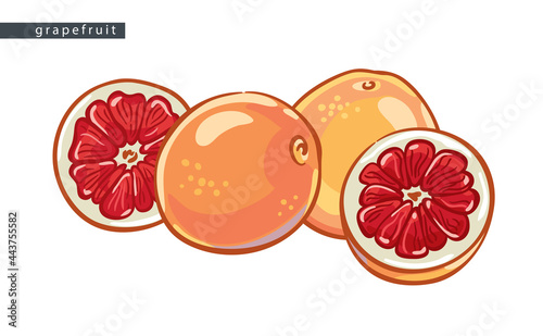 sketch_grapefruit_two_whole_fruits_and_two_halves