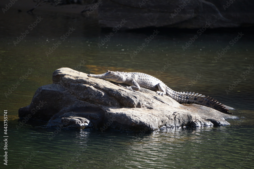 Naklejka premium Grey crocodile sunning itself on a grey rock.