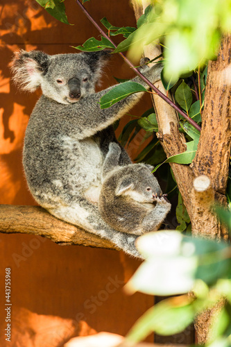オーストラリア　ブリスベンのローンパイン・コアラ・サンクチュアリのコアラの親子