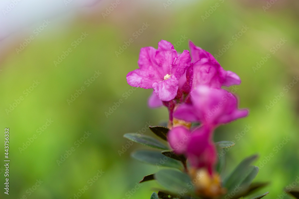 Rhododendron myrtifolium (syn. Rhododendron kotschyi) is a species of flowering plant in the family Ericaceae, which grows in the highlands of the Carpathian