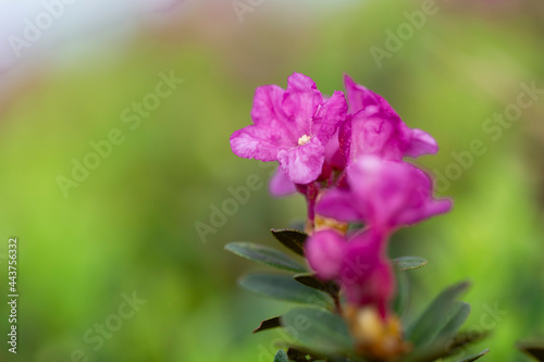 Rhododendron myrtifolium (syn. Rhododendron kotschyi) is a species of flowering plant in the family Ericaceae, which grows in the highlands of the Carpathian