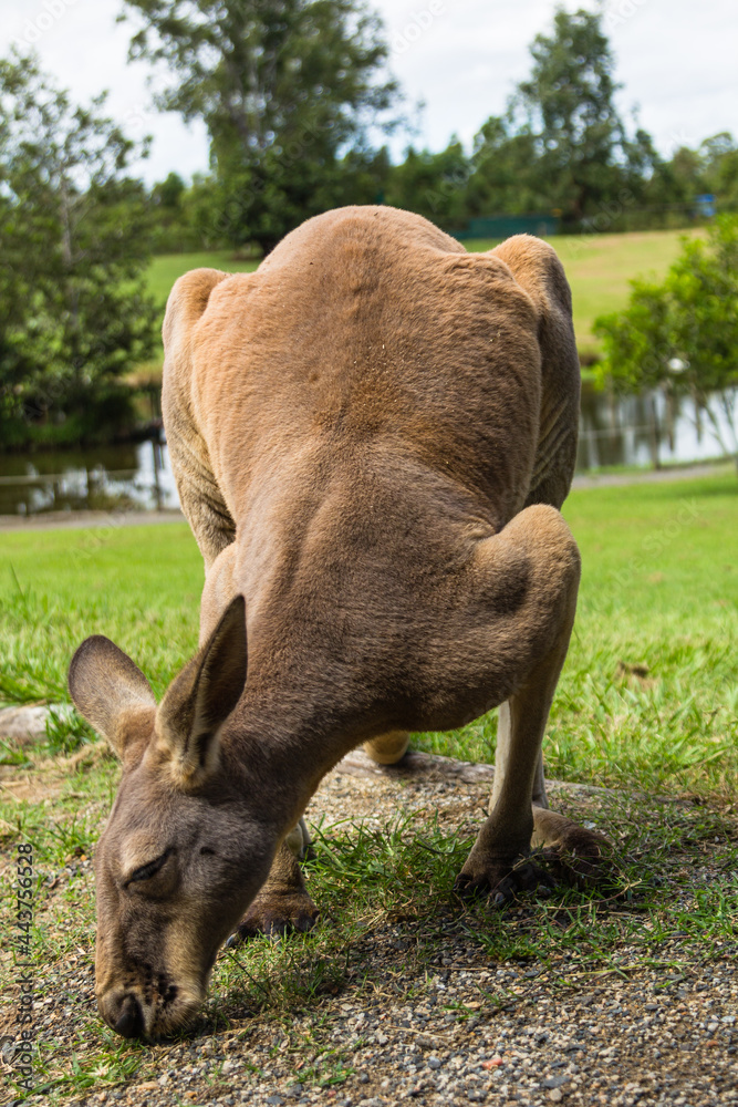 Fototapeta premium オーストラリア ブリスベンのローンパイン・コアラ・サンクチュアリのカンガルー