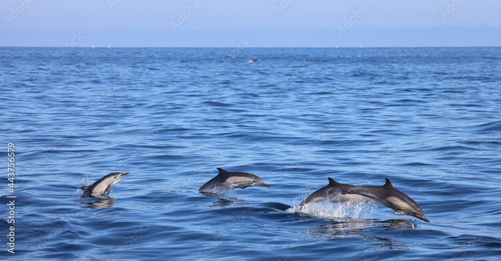 Fototapeta premium dolphins jumping out the ocean 